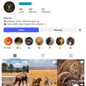 20K Wild Animals Jungle Instagram Account for sale