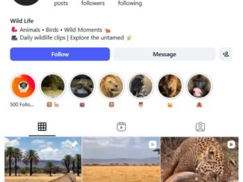 20K Wild Animals Jungle Instagram Account for sale