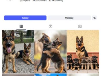 30K German Shepherd Dog Instagram Account for sale