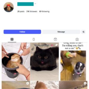 30K Kittens Cats Instagram Account for sale