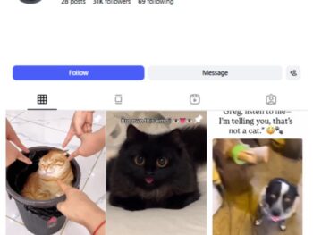 30K Kittens Cats Instagram Account for sale