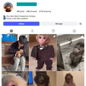 30K Monkey Animal Reels Instagram Account for sale
