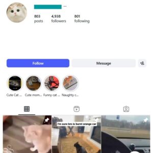 4K Cute Cats Instagram Account for sale