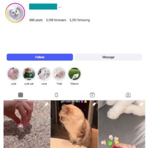 5K Kittens Cats Instagram Account for sale