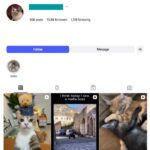 70K Cute Cats Instagram Account for sale
