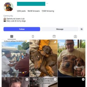 90K Dachshund Dogs Instagram Account for sale