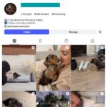 90K Dachshund Dogs Instagram Account for sale