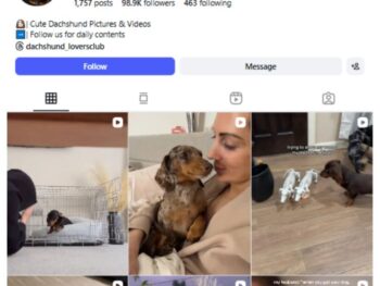 90K Dachshund Dogs Instagram Account for sale