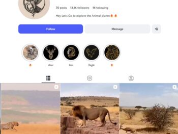 13K Animal Documentary Instagram Account