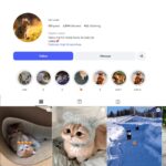 2K Cute Cats Instagram Account