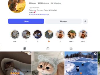 2K Cute Cats Instagram Account
