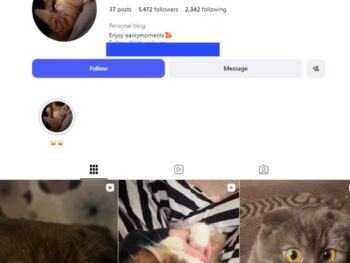 1k Cute and Funny Cat Instagram Account