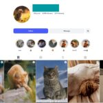 3K Cute Cats Instagram Account for Sale