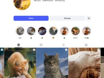 3K Cute Cats Instagram Account for Sale