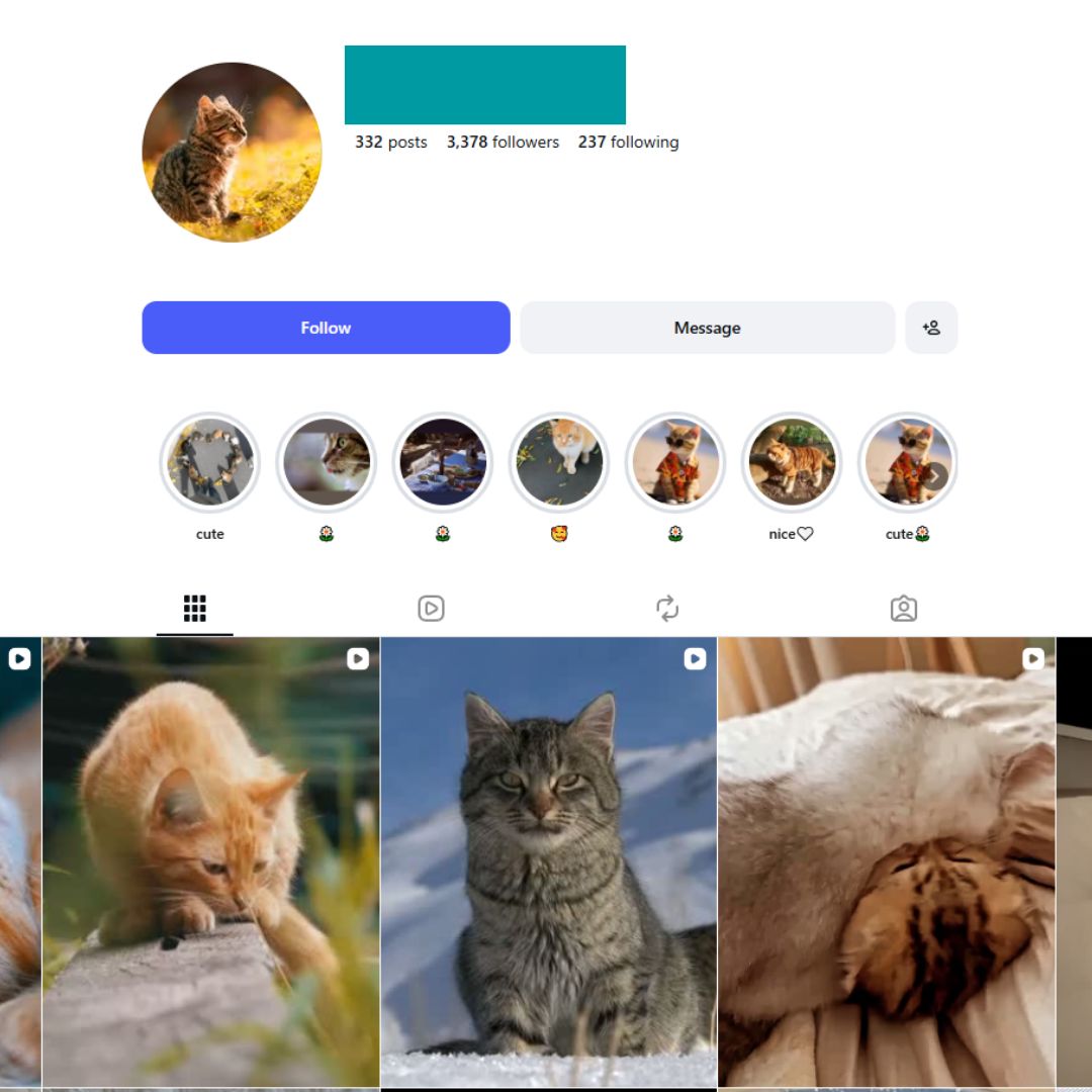3K Cute Cats Instagram Account for Sale