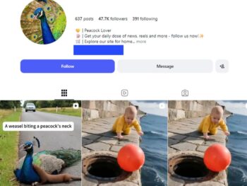 45K Peacock Enthusiast Instagram Account