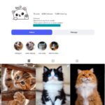 4K Cat Lifestyle Instagram Account