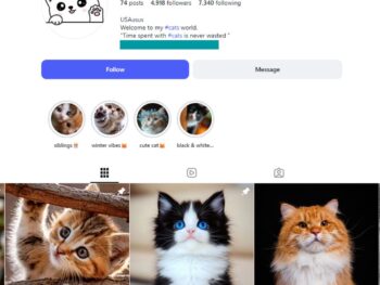4K Cat Lifestyle Instagram Account