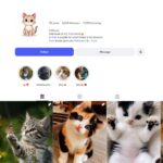 5K Cat Photography Instagram Account