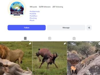 4K Wild Animals Instagram Account