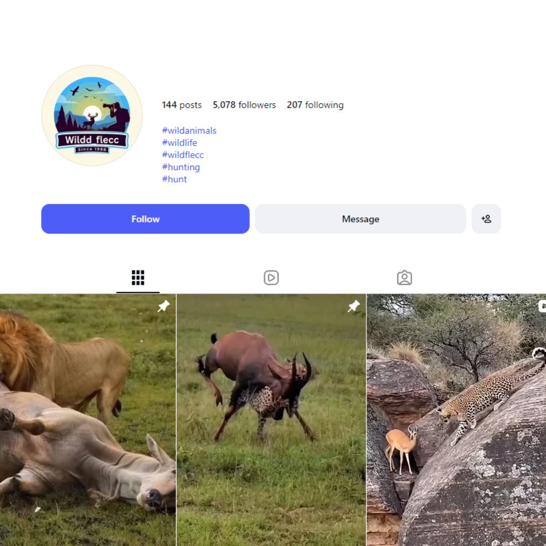 5K Wild Animals Instagram Account for sale 4K Wild Animals Instagram Account - Image 1