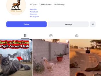 7K Animal Reels Instagram Account
