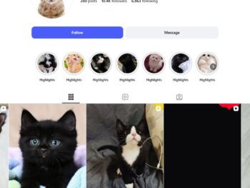 10K Cat Kittens Pets Instagram Account for Sale