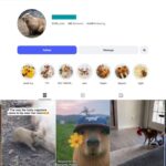 14K Capybara Lovers Instagram Account