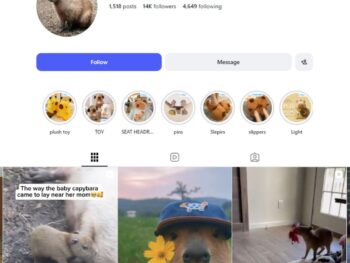 14K Capybara Lovers Instagram Account