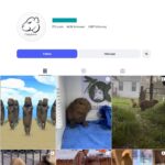 14K Capybara Animal Lovers Instagram Account