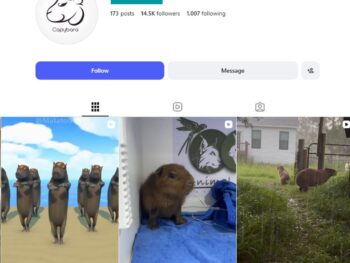 14K Capybara Animal Lovers Instagram Account