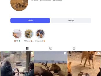 18K Wildlife Exploration Instagram Account