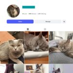 1K Daily Cat Life Instagram Account