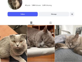 1K Daily Cat Life Instagram Account