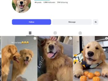 1K Golden Retriever Instagram Account