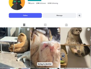 220K Funny Cat Instagram Account