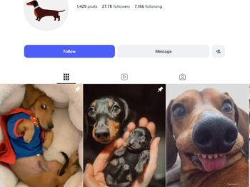 27K Dachshund Dogs Instagram Account