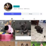 2K French Bulldog Instagram Account