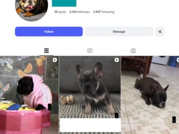 2K French Bulldog Instagram Account