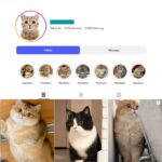 3K Cat Content Instagram Account