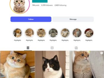 3K Cat Content Instagram Account