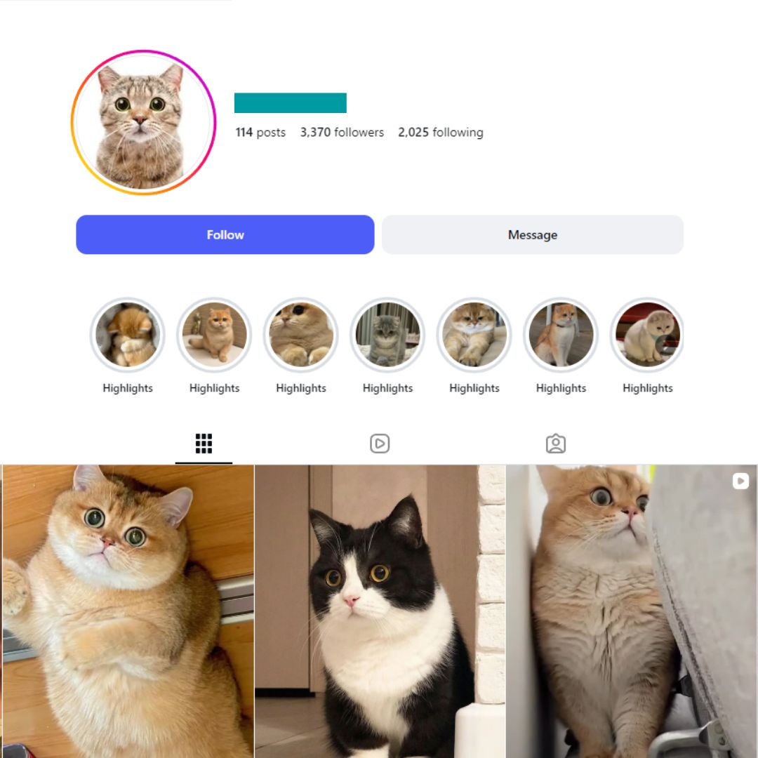 3K Cat Content Instagram Account for sale 3K Cat Content Instagram Account - Image 1