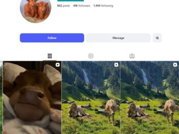 40K Cow Farm Animal Instagram Account