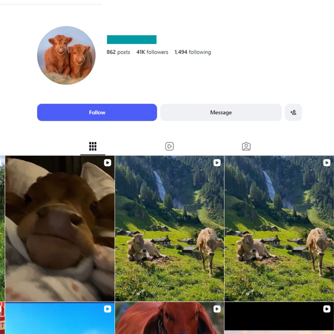 40K Cow Farm Animal Instagram Account for sale 40K Cow Farm Animal Instagram Account - Image 1