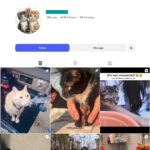 40K Funny Cat Video Instagram Account for sale
