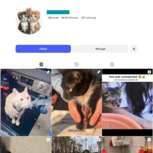 40K Funny Cat Video Instagram Account for sale