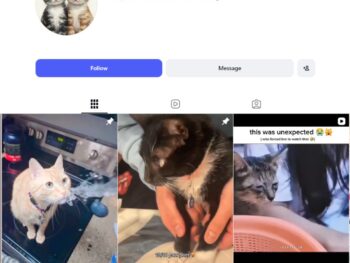 40K Funny Cat Video Instagram Account for sale