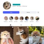 5K Cute Cat Instagram Account
