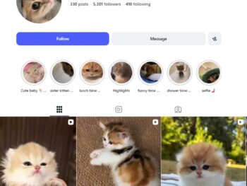 5K Cute Cat Instagram Account