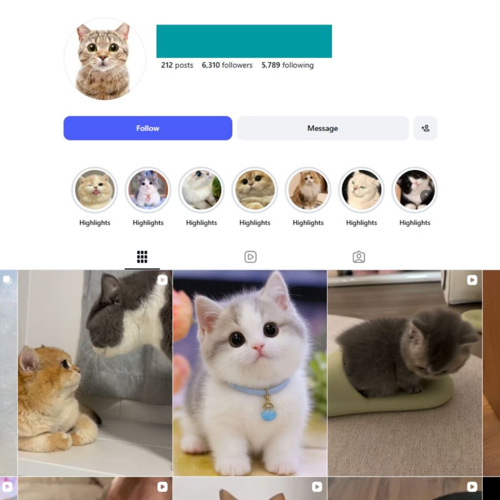 6K Cat Kittens Pets Instagram Account for Sale